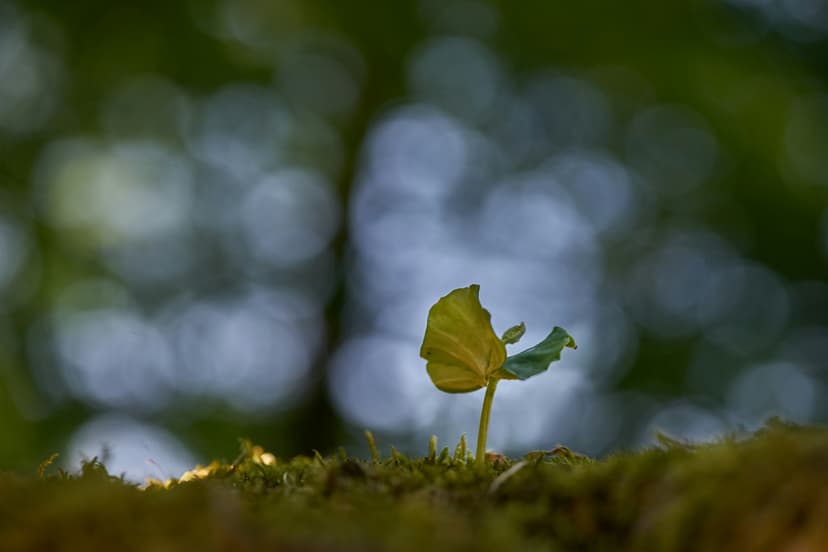 an image of a plant
